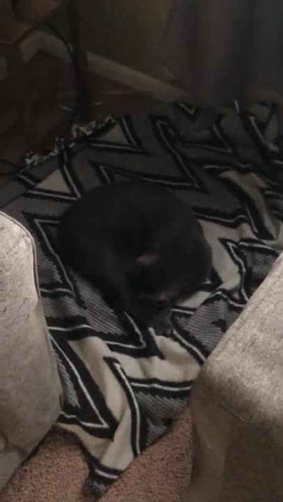 Cats and dogs _ cats meowing _ cats funny videos #shorts