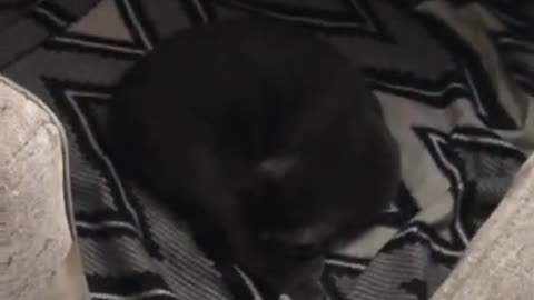 Cats and dogs _ cats meowing _ cats funny videos #shorts
