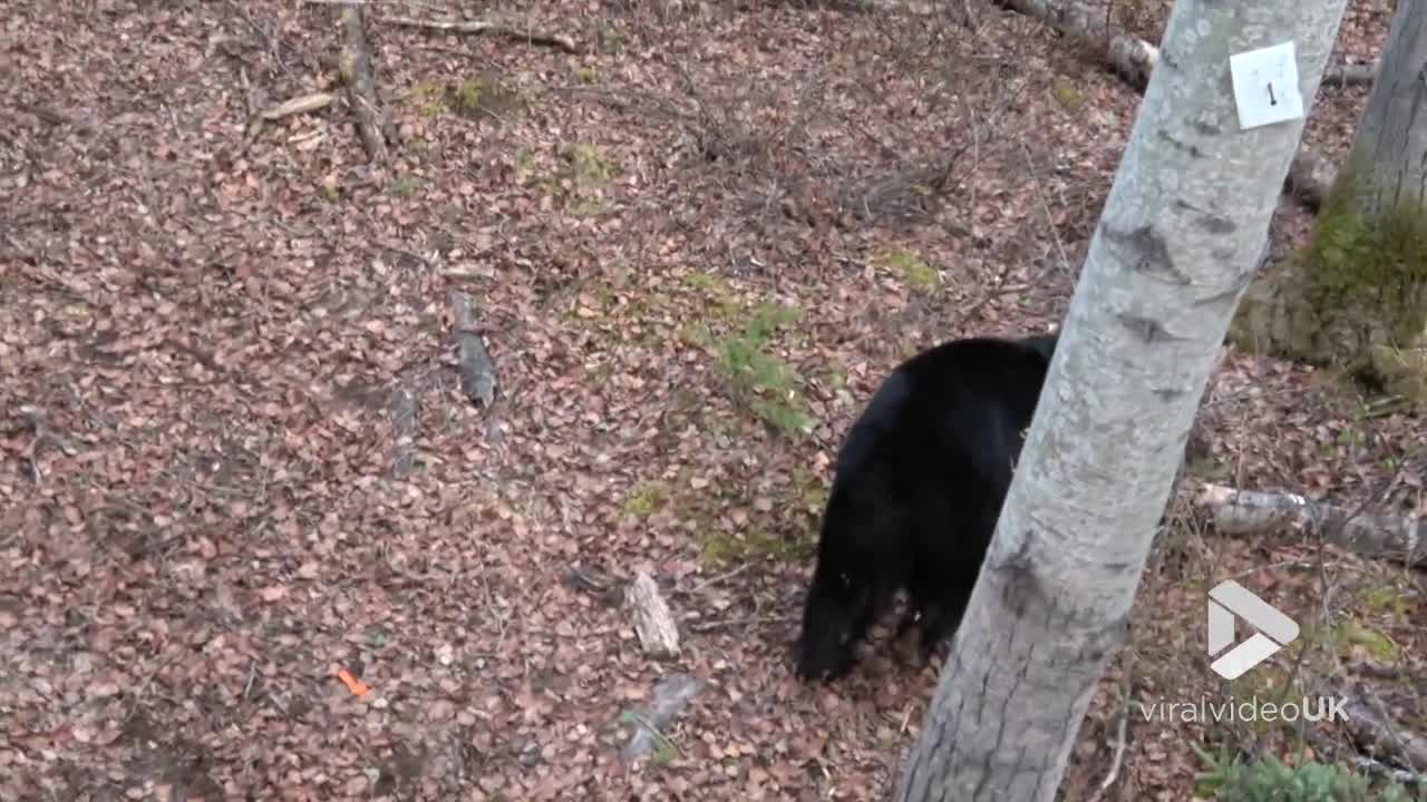 Bear encounter from up a tree