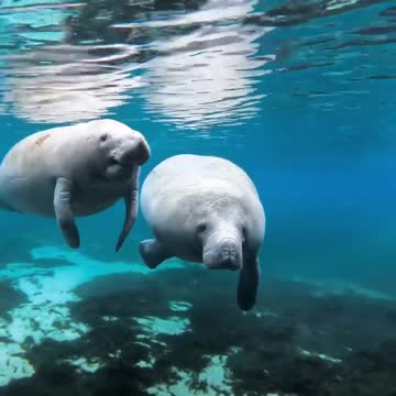 Thank god they can both float alone and we aren’t dealing with whether they both fit on a door.