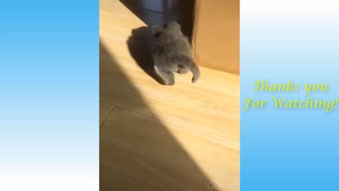 Funniest Animals💙 - Best Of The 2021 Funny Animal Videos