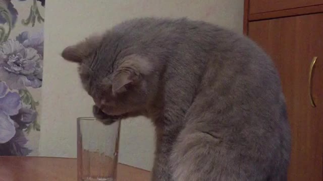 The cat drinks water in a strange way (very funny)