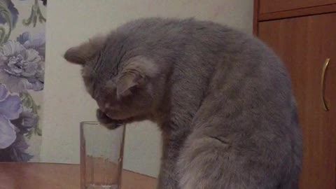 The cat drinks water in a strange way (very funny)