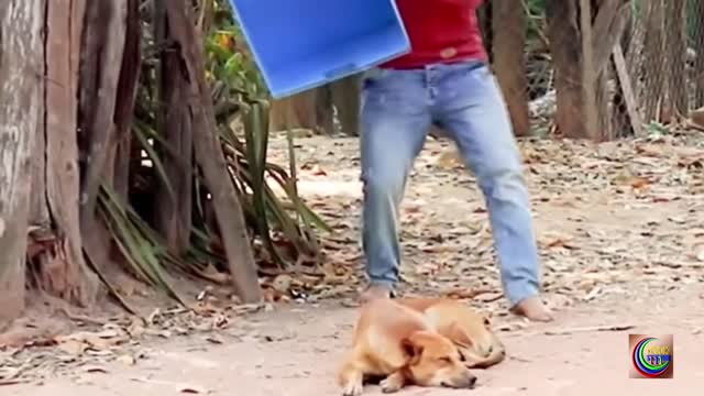 Best dog pranks | Prank with dogs with fake lion | And the laughter of different people | part 18