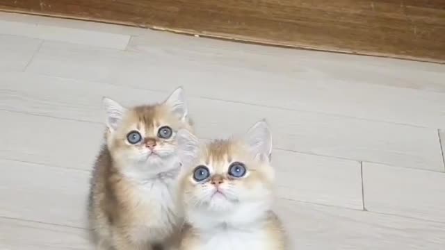 🖤💖😻💫🖇️Cat Lover 🖤💖😻💫🖇️