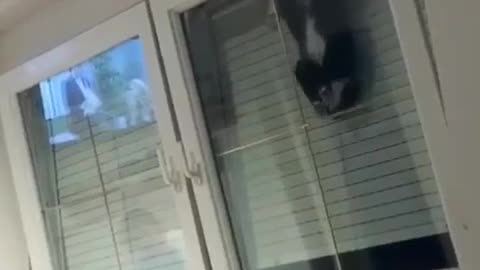 Funny Cats Videos Try Not To Laugh