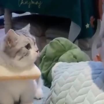 OMG LOL Funniest lil PETS CATS AND DOGS ! SO CUTE OMG LOL