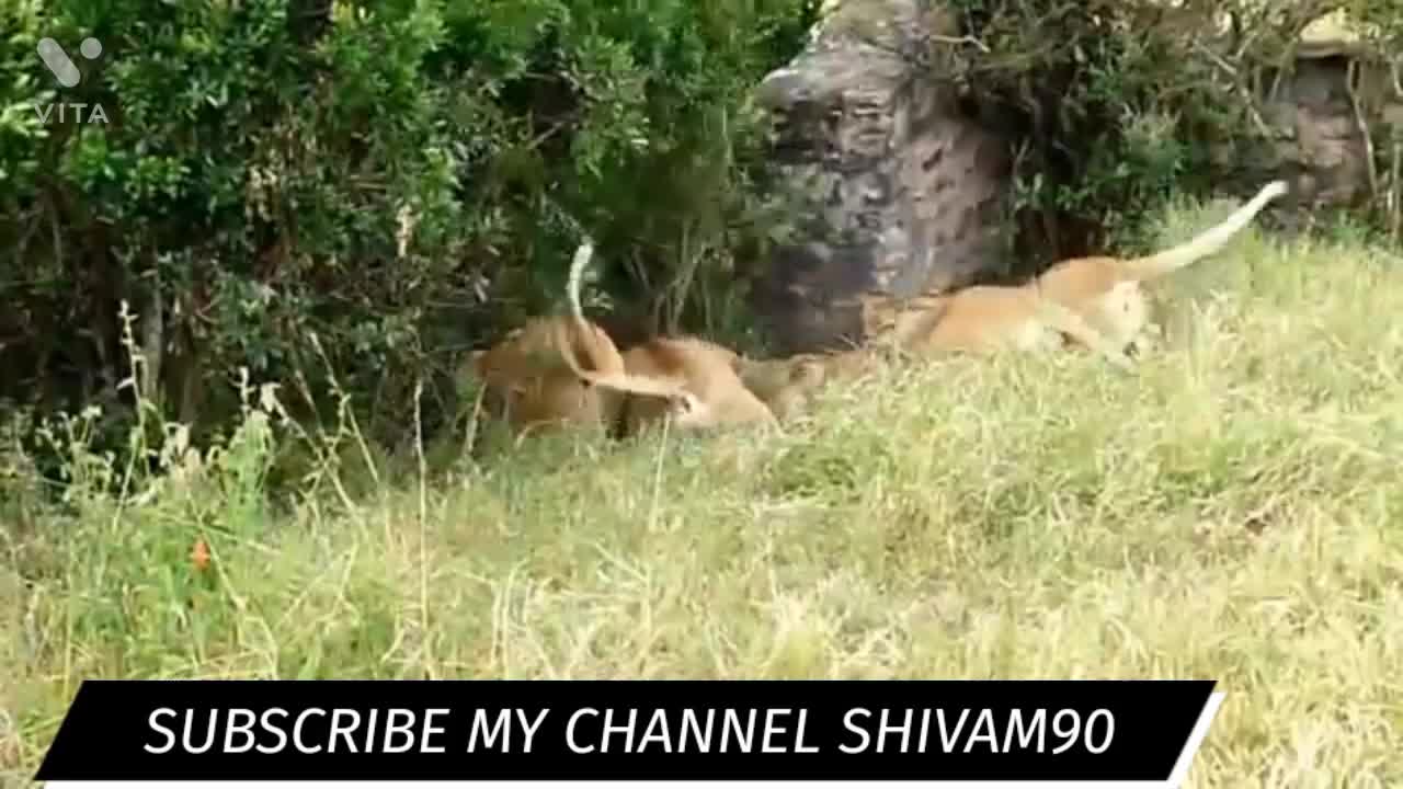 Lion vs lion