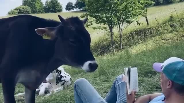 Cow and man reading book | adorable video