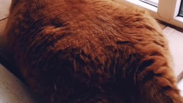 cat