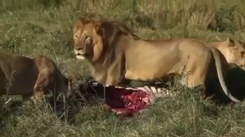 The role of the male lion in the group is clearly visible in this clip