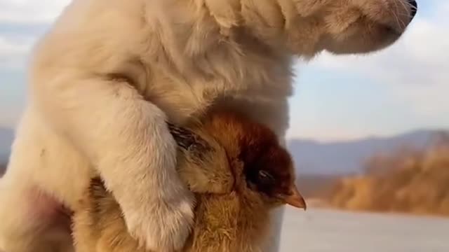Funny animals cute cute