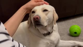 Needy pup needs to get a massage for a good night's sleep