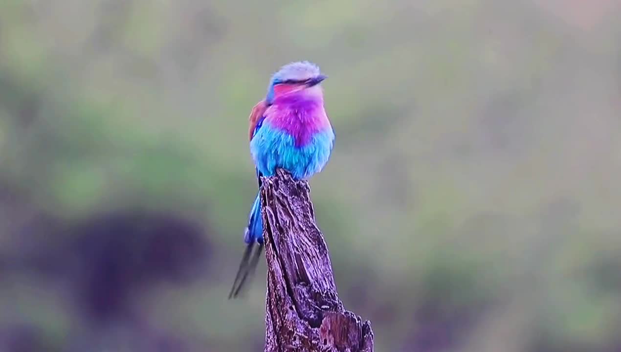 Traveling through mountains and water to photograph birds