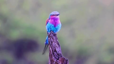 Traveling through mountains and water to photograph birds