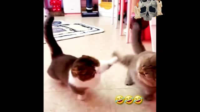 Funny Activities performed by Cats 🐈 😻 🐈‍⬛ || Cat Show || Must Watch