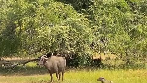 A Buffalo fight for her child with lion