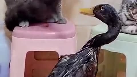 Cat😺 fighting duck 🦆 funny video/ entertainment video 📸