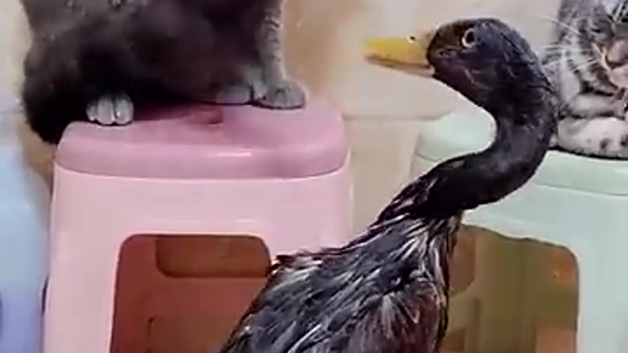 Cat😺 fighting duck 🦆 funny video/ entertainment video 📸