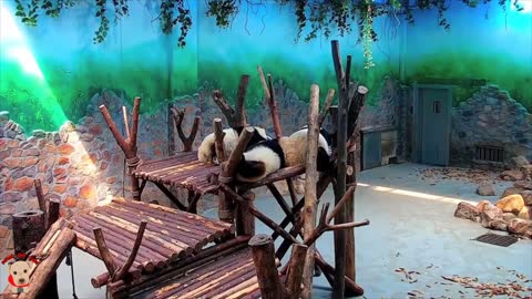 Cute panda video collection，Filmed in Chinese panda culture 2018