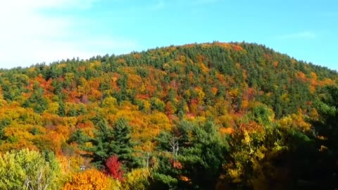 Fall Foliage