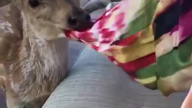 A fawn is confused