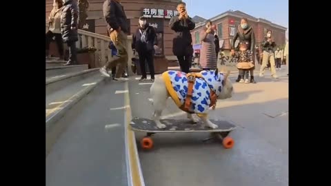 this dog is radical 🐶🛹🤩