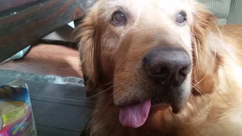 Golden Retriever being adorable with his silly tongue.