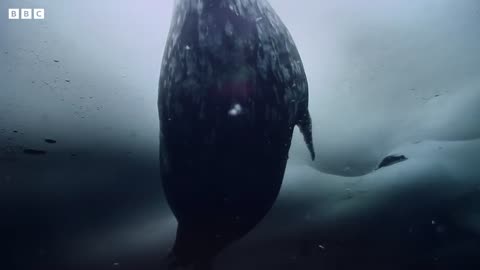 Antarctica's Enduring Inhabitants: The Weddell Seals | Arctic Fauna | BBC Earth