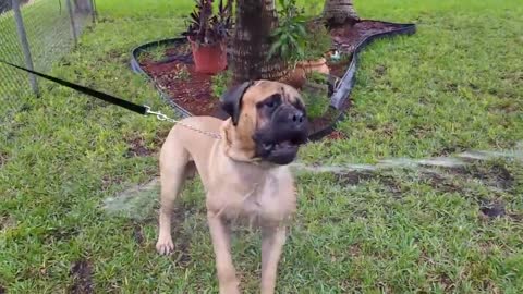 Beastly dog eats water sprayed from a garden hose