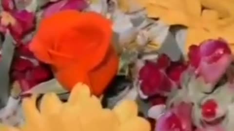 Vacunnuu y sus efectos. 24/7