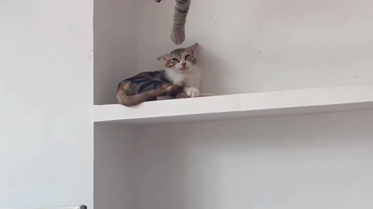 The end of cat abuse 🐈 pet