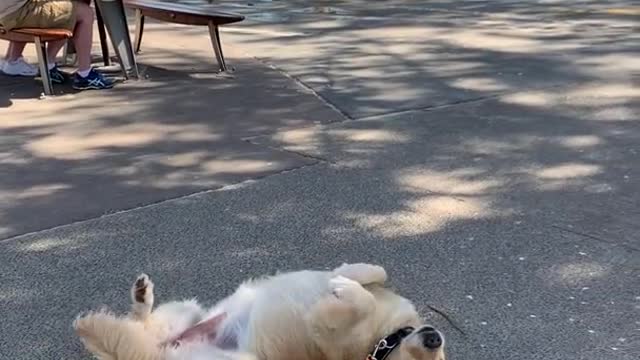 Cute Dog refuses to walk with its owner