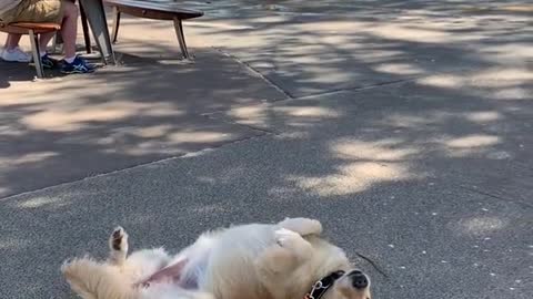 Cute Dog refuses to walk with its owner