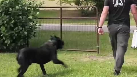 125-Lb Cane Corso PROTECTS Suitcase Full of Money