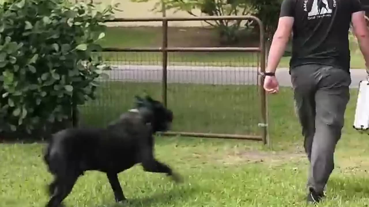 125-Lb Cane Corso PROTECTS Suitcase Full of Money