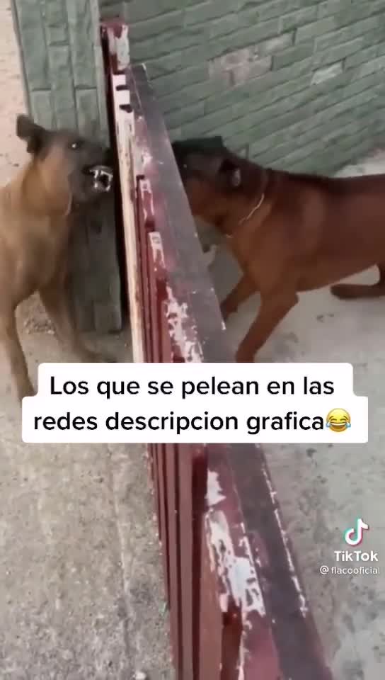 2 dogs barking at each other until gate opens. Then they get quiet.