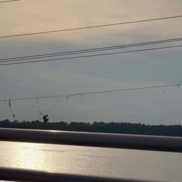Unusual Sight: Dead Bird Hanging from Power Line by Fishing Line