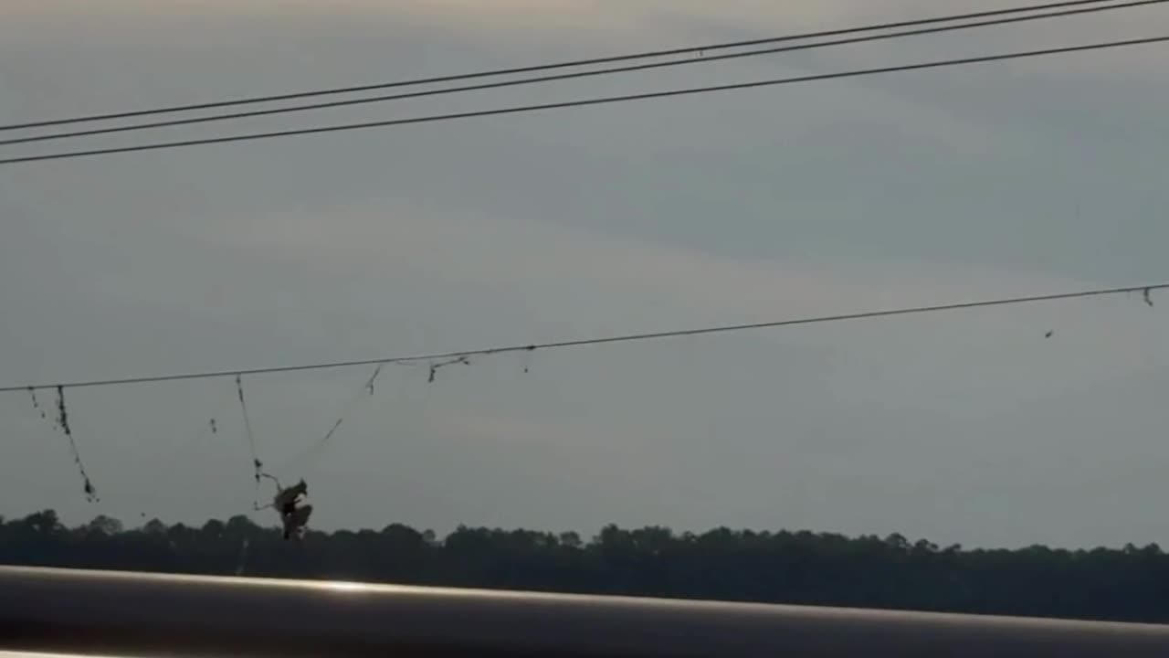 Unusual Sight: Dead Bird Hanging from Power Line by Fishing Line