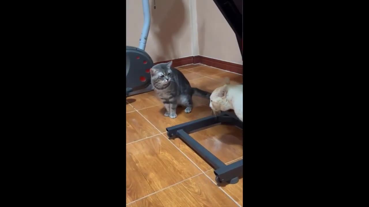 Funny cats