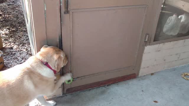 Doggy Doorknob