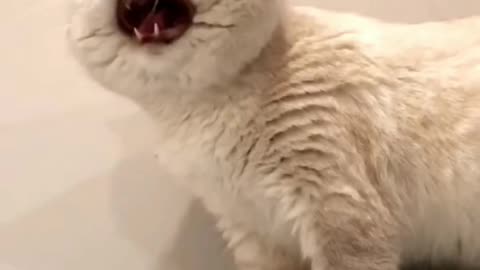 Funny videos cats, 😹