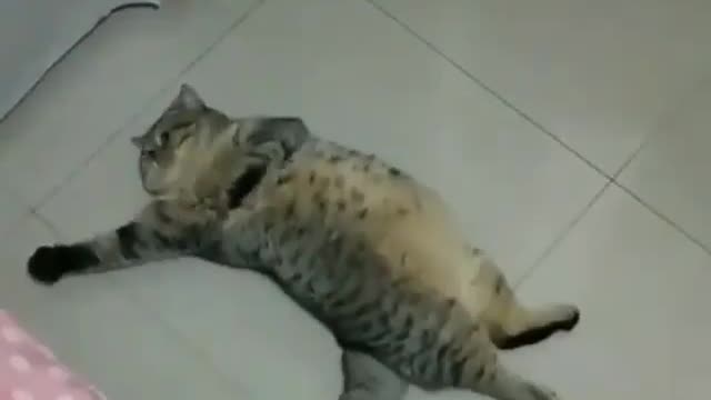 loose kitten