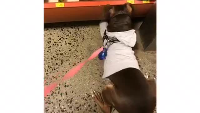 Small black dog on pink leash tries to dig under orange toy display at store