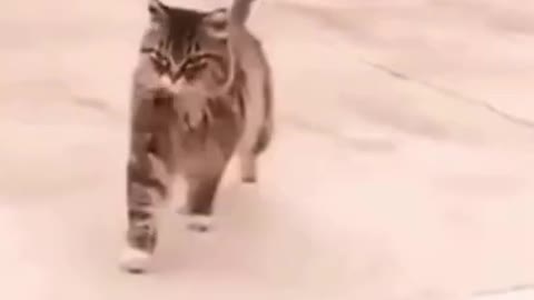 cute and funny cat walks very stylish, watch till the end!!