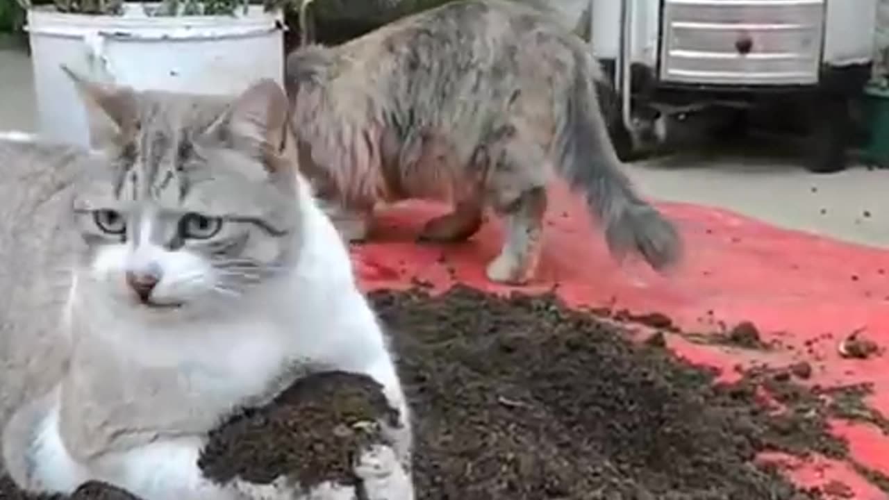 Cats play ears