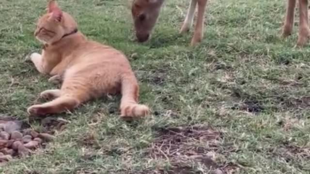 Curious fawn inspects friendly kitty