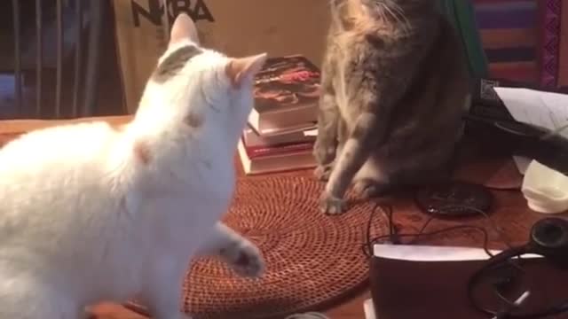 Tiktok cat brawl.