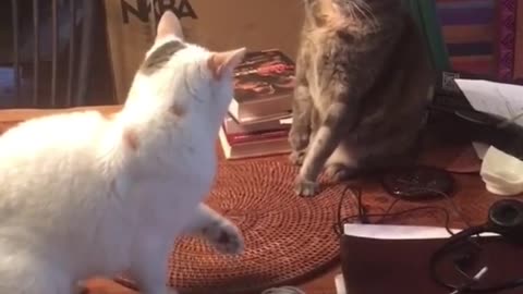 Tiktok cat brawl.