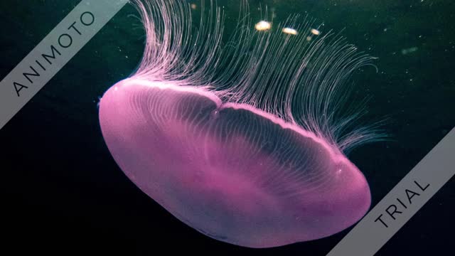 jelly fish in the Red Sea photographed by Avner Efrati